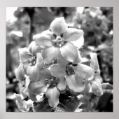 Irland Blume Poster (Vorne)