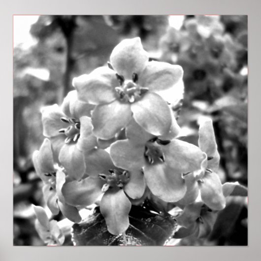 Irland Blume Poster (Vorne)