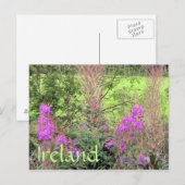 Irland Heather Postcard Postkarte (Vorne/Hinten)