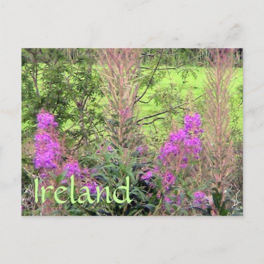 Irland Heather Postcard Postkarte (Vorderseite)