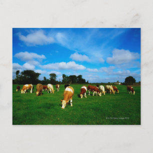 Irland, Herde von Rinderweiden Postkarte