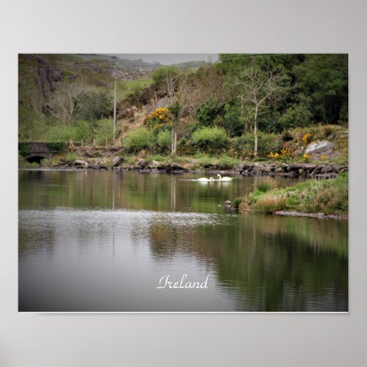 Irland, Landkreis Cork, Lake, Swans, Fotografie Poster (Vorne)