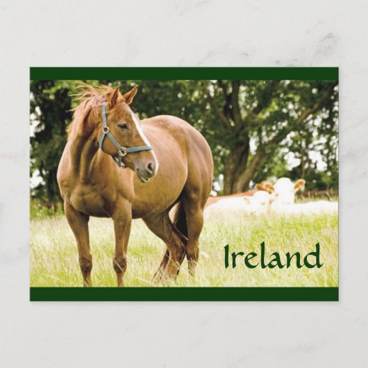 Irland (Pferd vor Ort) Postkarte (Vorderseite)