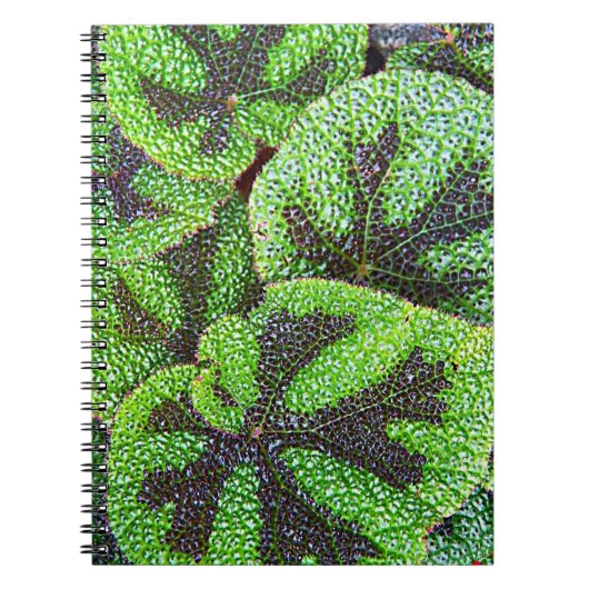 Iron Cross Begonia Floral Notizblock (Vorderseite)