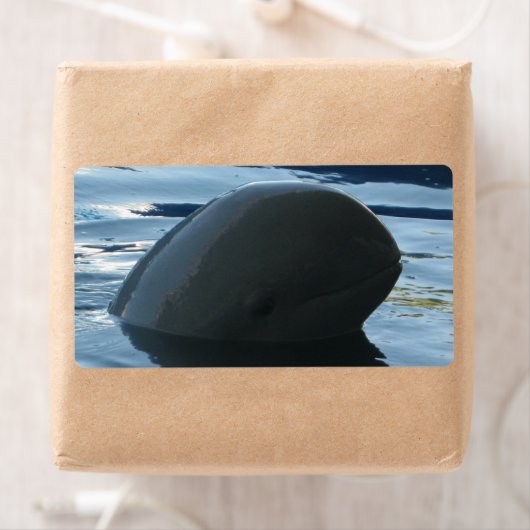 Irrawaddy Dolphin Flüchtige Blick-A-Boo (Insitu)