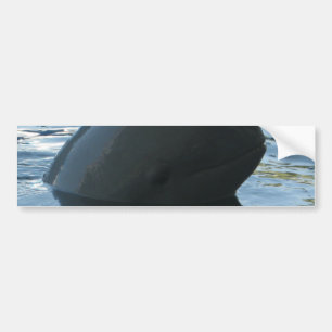 Irrawaddy Dolphin Flüchtige Blick-A-Boo Autoaufkleber