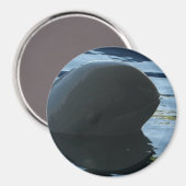Irrawaddy Dolphin Flüchtige Blick-A-Boo Magnet (Vorderseite/Rückseite)
