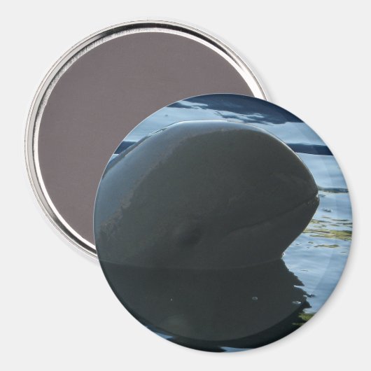 Irrawaddy Dolphin Flüchtige Blick-A-Boo Magnet (Vorderseite/Rückseite)