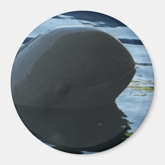 Irrawaddy Dolphin Flüchtige Blick-A-Boo Magnet (Vorne)