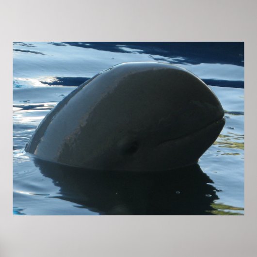Irrawaddy Dolphin Flüchtige Blick-A-Boo Poster (Vorne)