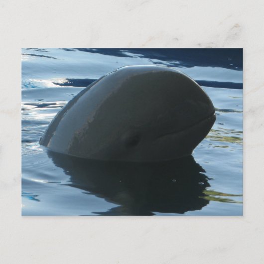 Irrawaddy Dolphin Flüchtige Blick-A-Boo Postkarte (Vorderseite)