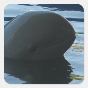 Irrawaddy Dolphin Flüchtige Blick-A-Boo Quadratischer Aufkleber