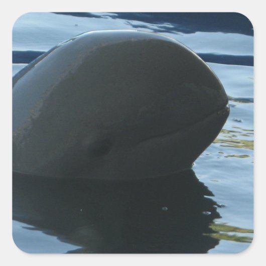 Irrawaddy Dolphin Flüchtige Blick-A-Boo Quadratischer Aufkleber (Vorderseite)