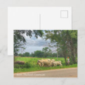 Isaan, Thailands Landschaft Postkarte (Vorne/Hinten)