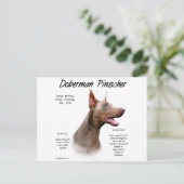 Isabella Doberman History Postkarte (Stehend Vorderseite)
