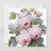 Isabella II, elegante Vintage französische Rose (Rückseite)