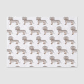 Isabella und Tan glatte Dackel Seidenpapier (Vorderseite)