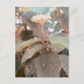 Isaiah 41:13 postkarte (Vorderseite)