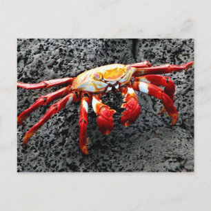 Isla Seymour, Galapagos, Rote Krabbe Postkarte