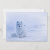 Island Arctic Fox (Vorderseite)