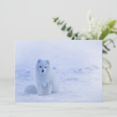 Island Arctic Fox (Stehend Vorderseite)
