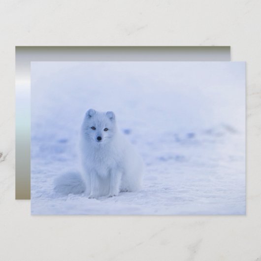 Island Arctic Fox (Vorne/Hinten)