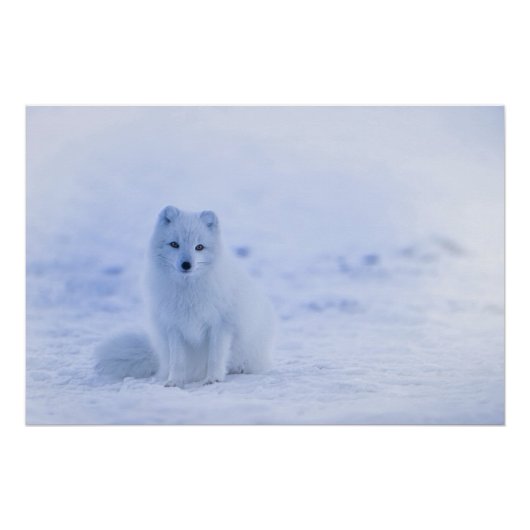 Island Arctic Fox Poster (Vorderseite)
