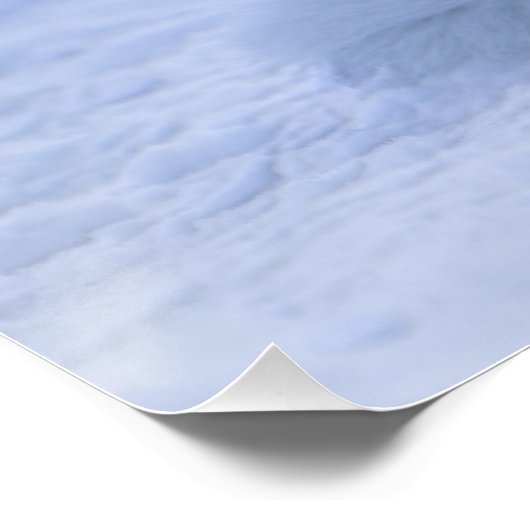 Island Arctic Fox Poster (Ecke)