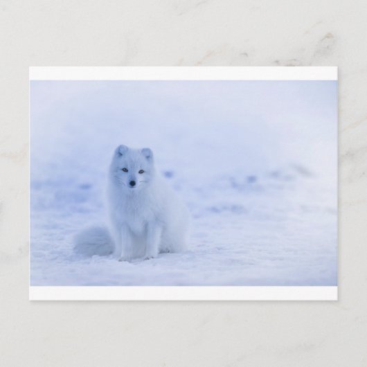 Island Arctic Fox Postkarte (Vorderseite)