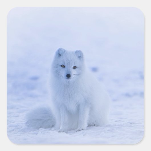 Island Arctic Fox Quadratischer Aufkleber (Vorderseite)