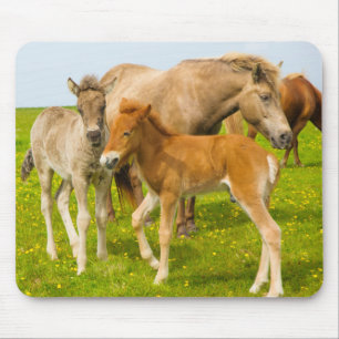 Island. Dyrholaey. Isländische Pferdefohlen Mousepad