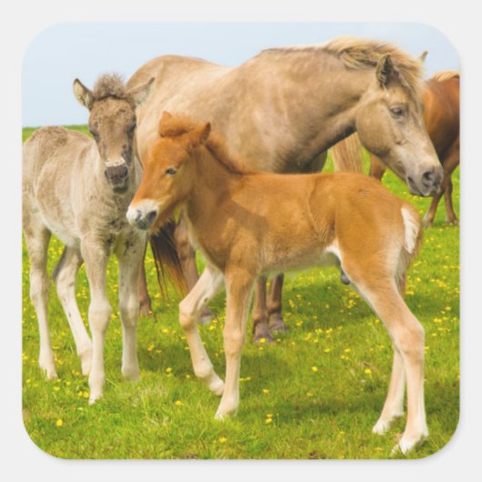 Island. Dyrholaey. Isländische Pferdefohlen Quadratischer Aufkleber (Vorderseite)