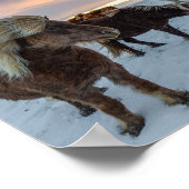 Island - Foto für Wildpferde Poster (Ecke)