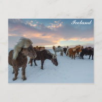 Island - Foto für Wildpferde
