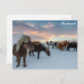 Island - Foto für Wildpferde Postkarte (Vorne/Hinten)