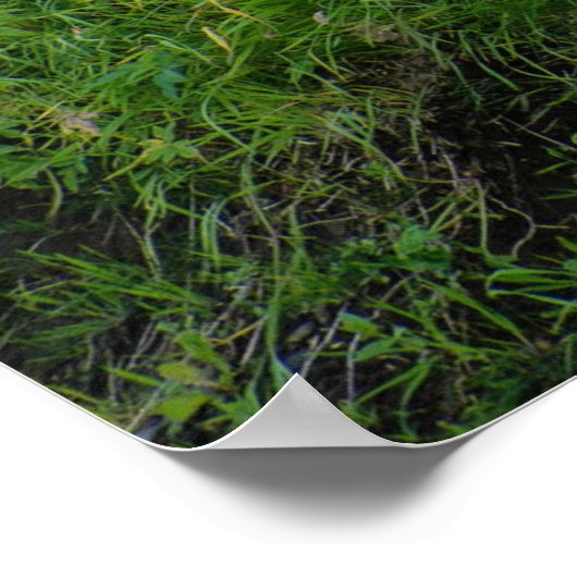 Island - Grünes Haus Poster (Ecke)