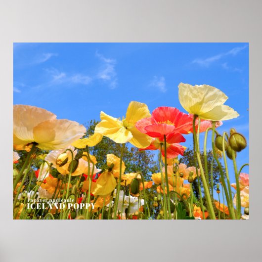 Island-Mohn Poster (Vorne)