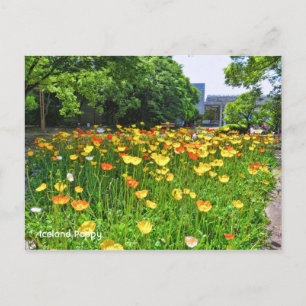 Island Mohn [Postkarte] ポ ト ド Postkarte