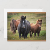 Island - Pferde Postkarte (Vorne/Hinten)