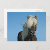 Island-Pferdetourismus-Natur schön Postkarte (Vorne/Hinten)