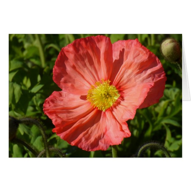 Island Poppy (Vorderseite (Horizontal))
