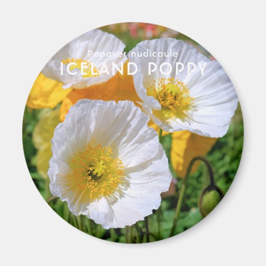 Island Poppy Magnet (Vorne)
