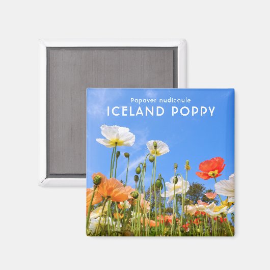 Island Poppy Magnet (Vorderseite/Rückseite)