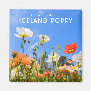 Island Poppy Magnet
