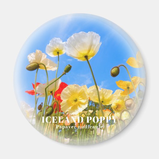 Island Poppy Magnet (Vorne)