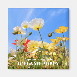 Island Poppy Magnet