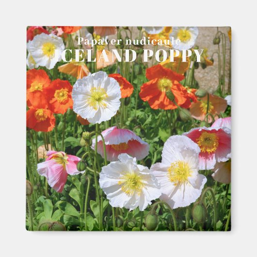 Island Poppy Magnet (Vorne)