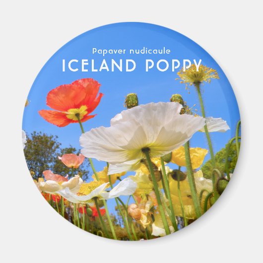 Island Poppy Magnet (Vorne)