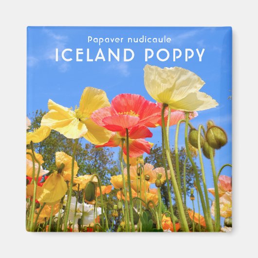 Island Poppy Magnet (Vorne)