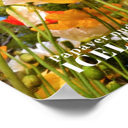 Island Poppy Poster (Ecke)